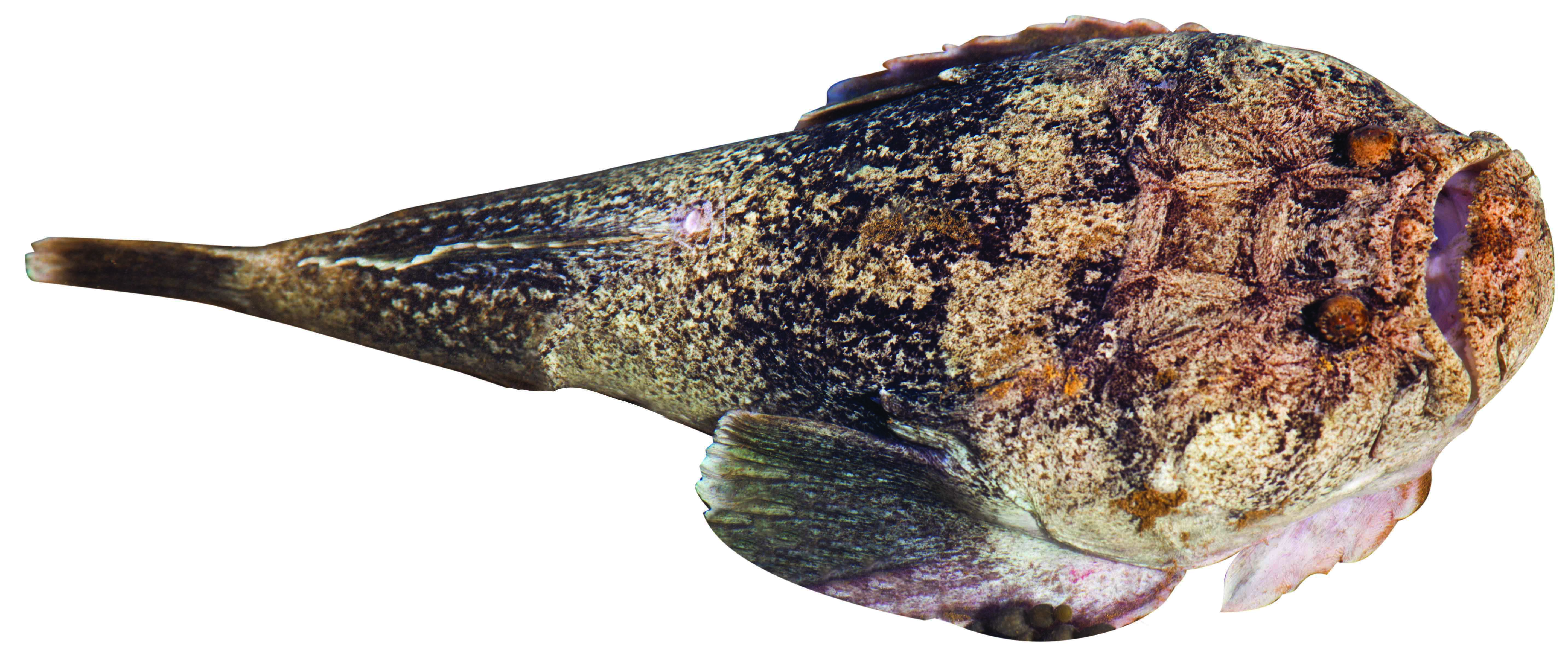 Banded stargazer